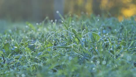 close-up view of dewy grass in the morning