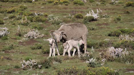 la oveja bebé feliz mueve una linda cola larga mientras bebe leche en un prado salvaje