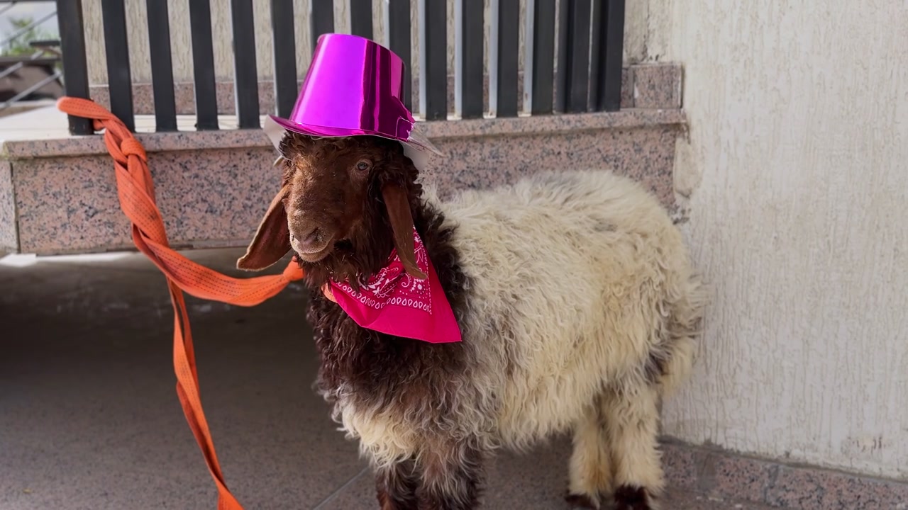 Ett brunvitt tamfår med en rolig rosa cylinderhatt och röd bandana står bundet med en orange rem på utomhustrappor i staden under en ljus solig dag.