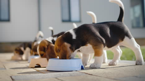 little beagle puppies have dinner on the veranda at home