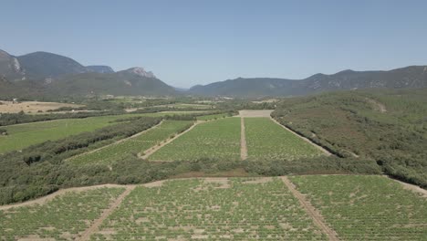 Vista-Aérea-De-Las-Vides-De-Uva-De-Viñedo-En-La-Región-De-Los-Pirineos-Orientales