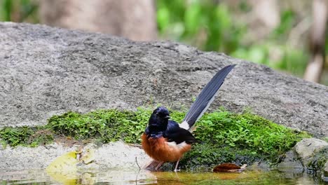 White-rumped-Shama-bathing-in-the-forest-during-a-hot-day,-Copsychus-malabaricus,-in-Slow-Motion