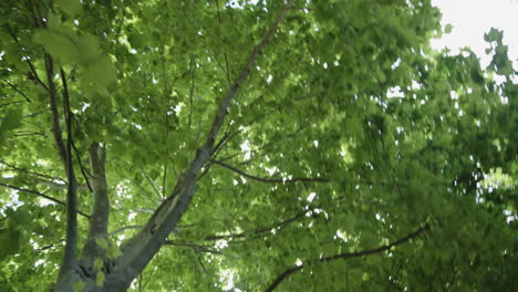 Looking-up-at-the-trees-while-walking