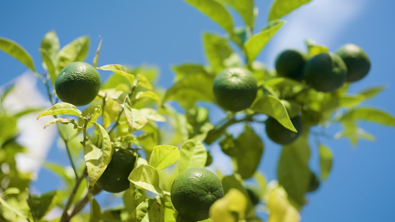 Limes on a tree