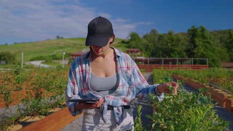woman inspecting blueberry plants using a tablet on a sunny farm day.
