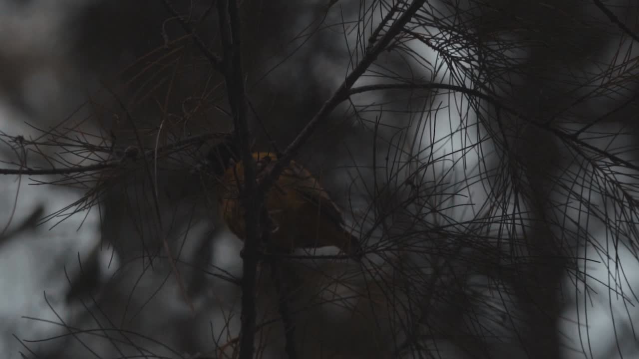hermoso pájaro parado en medio del follaje de un árbol, en sanyang, gambia