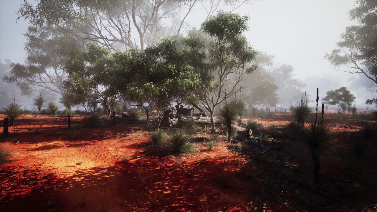 나무 로 둘러싸인  도로 에 유칼립투스 숲 의 그림 이 그려져 있다