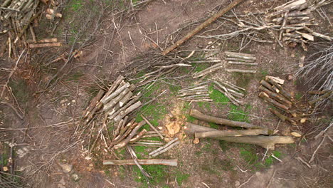 fast top-down aerial descent shows clearcut forested area with logs and branches