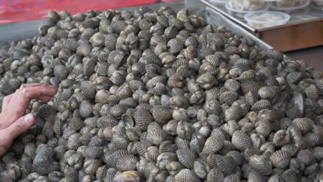 blood clams at street fish market for sale