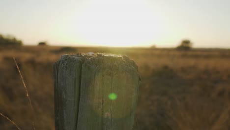 sunset over a golden meadow