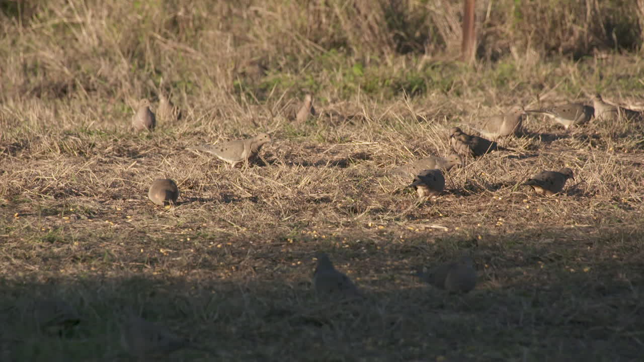 Mourning doves on the ground