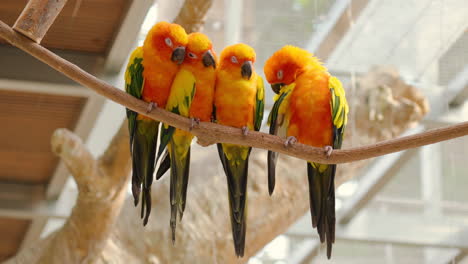 sun parakeets or sun conure birds in love perched on branch hugging each other to get warm