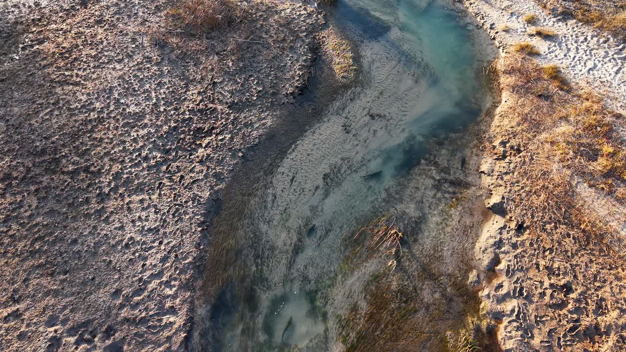 Chinook salmon swimming upstream in shallow rocky stream during spawning season, seen from above