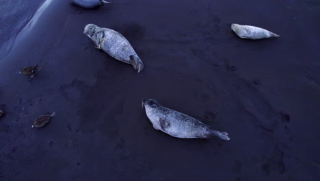 Statische-Luftaufnahme-Verschiedener-Robben,-Die-Die-Drohne-Am-Schwarzen-Sandstrand-Betrachten