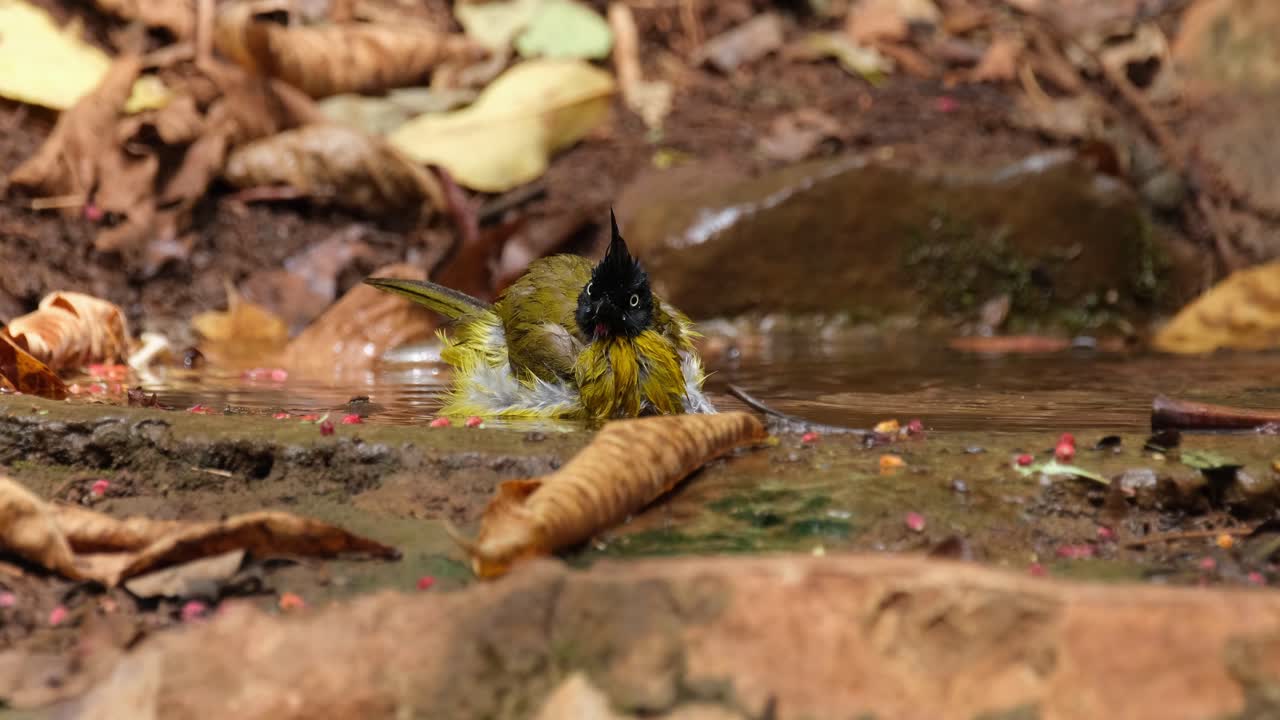 mirando hacia la derecha sacudiendo sus plumas mientras se baña, bulbul de cresta negra pycnonotus flaviventris johnsoni, tailandia