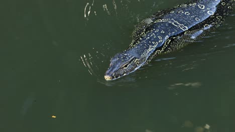 monitor lagarto moviéndose a través de agua turbia