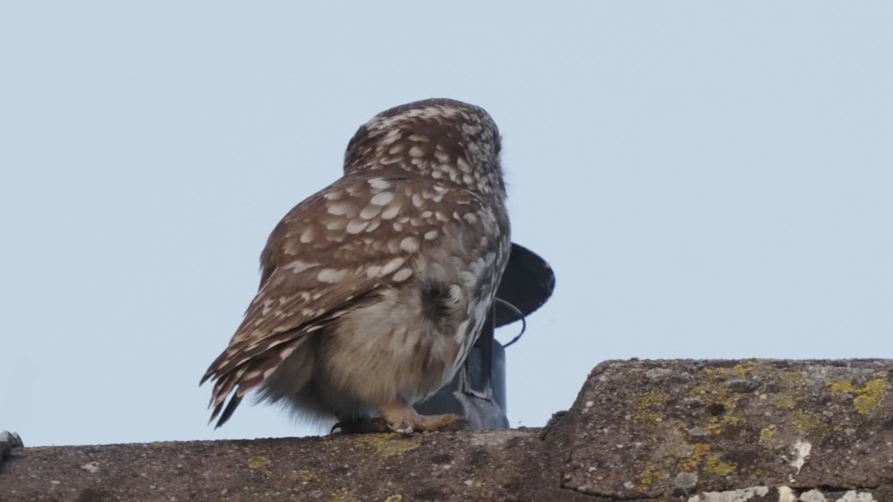 돌담, veluwe 국립 공원, 네덜란드에 자리 잡은 작은 올빼미