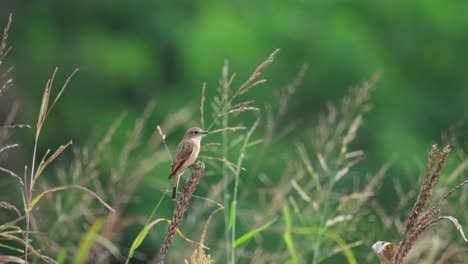 seen on top of the grass as it wags its tail while plants and grass around move with some morning wind, amur stonechat or stejneger's stonechat saxicola stejnegeri, thailand