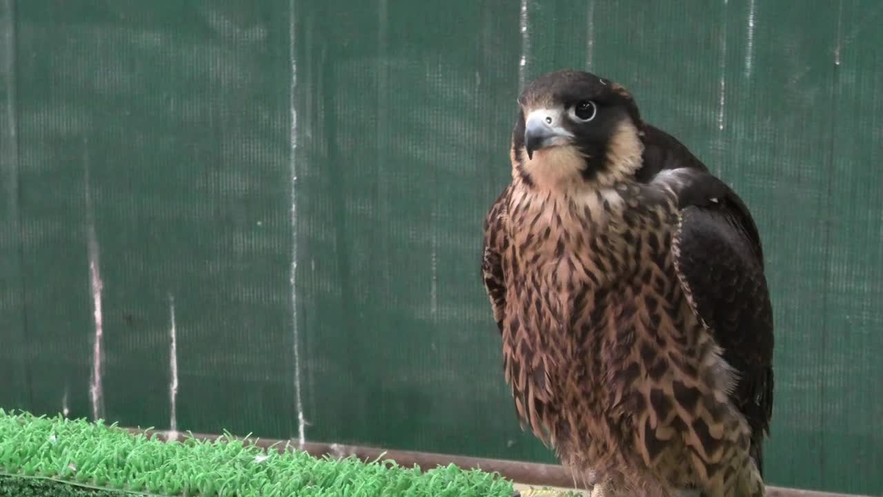 el halcón en el zoco del halcón