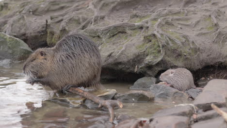 madre myocastor coypus y su bebé comiendo en la orilla rocosa, praga