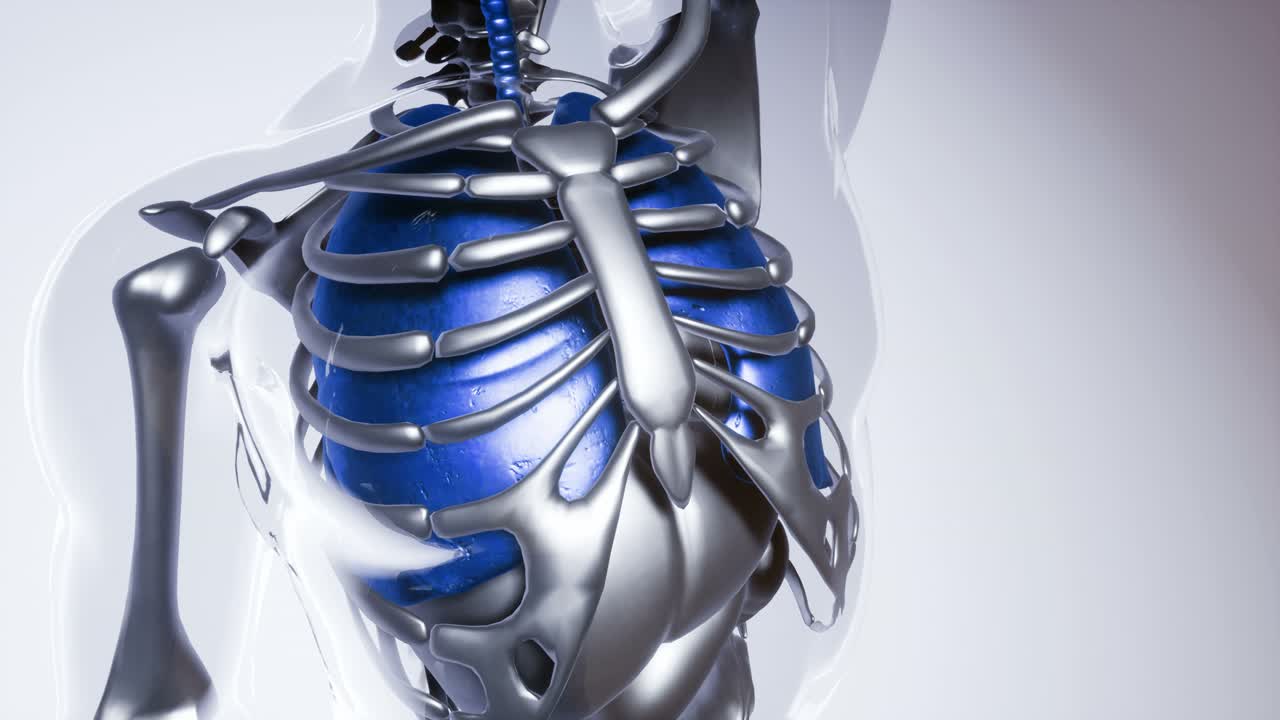 модель человеческих легких со всеми органами и костями