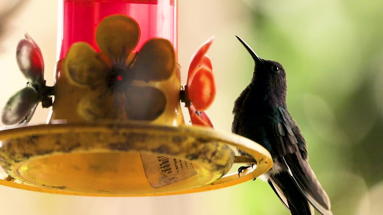 colibrí sentado en el alimentador artificial