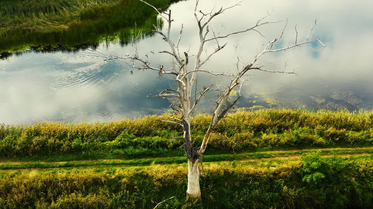 키가 크고 건조하고 오래되고 죽은 나무의 줄기, 아래에서 위로 카메라로 촬영