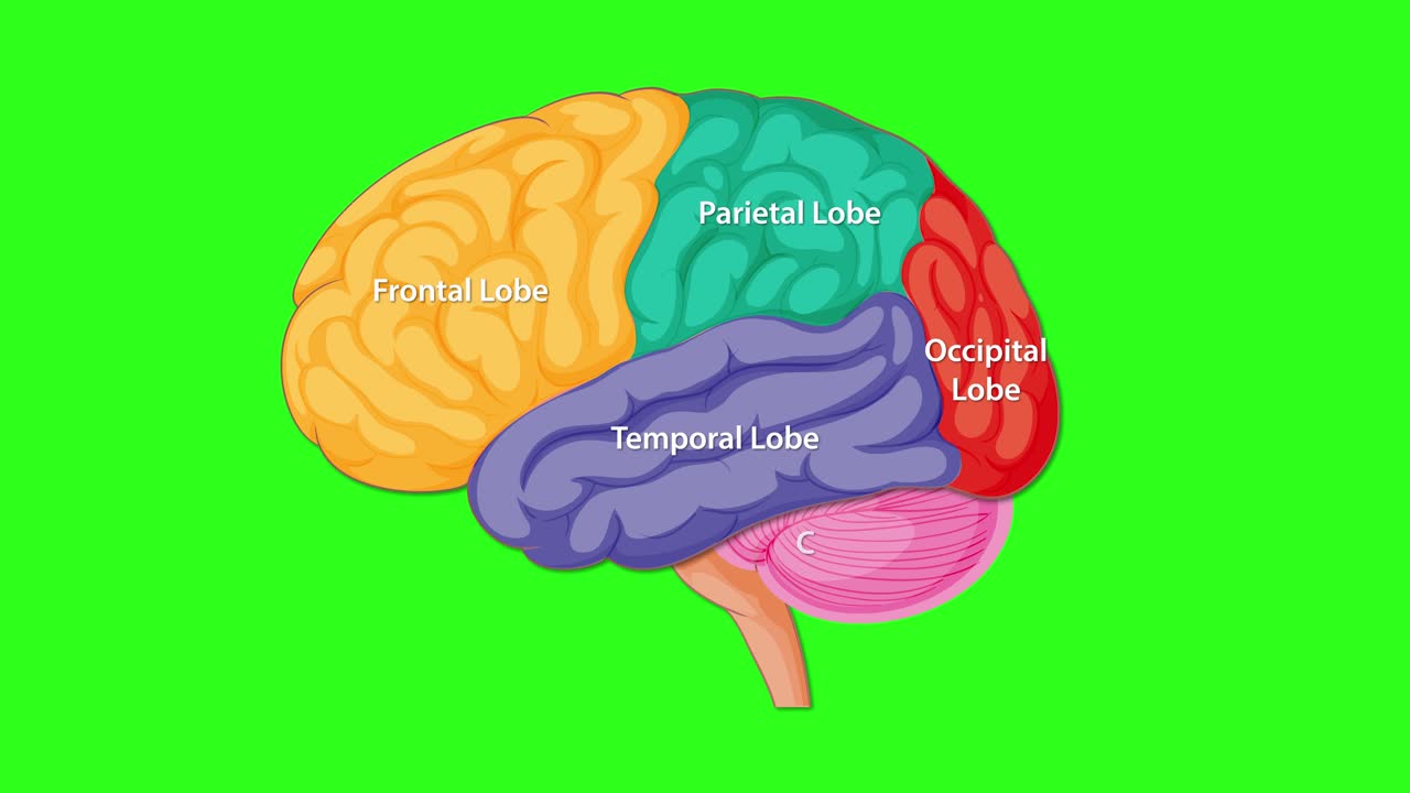 Colorful animation sequentially highlights and labels the frontal, parietal, temporal, occipital lobes, cerebellum, and brain stem of a human brain illustration on a green screen