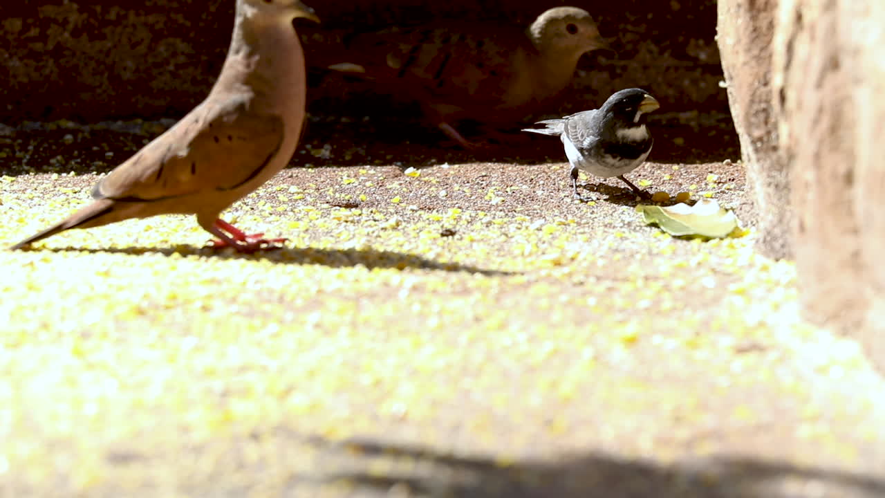 피더에서 갈은 옥수수를 먹는 새들