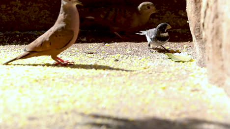 Birds-eating-ground-corn-in-a-feeder