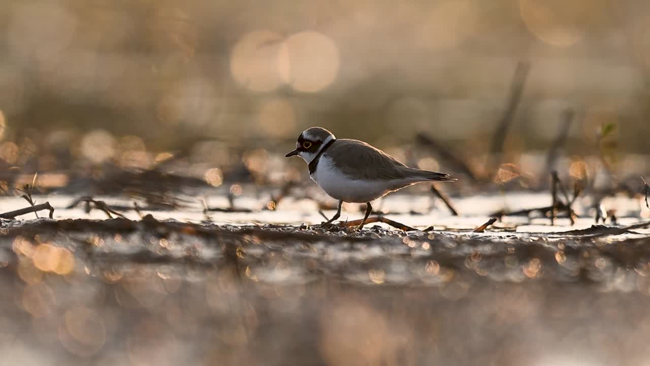 High-definition footage of a plover performing its signature "start-stop" foraging run, with beautiful golden bokeh reflecting off the water