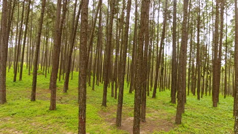 pan through pine trees forest nature scenery.