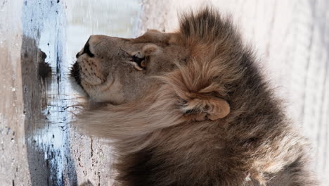 Vertical-Of-A-Male-Lion-Drinking-Water-From-A-Puddle