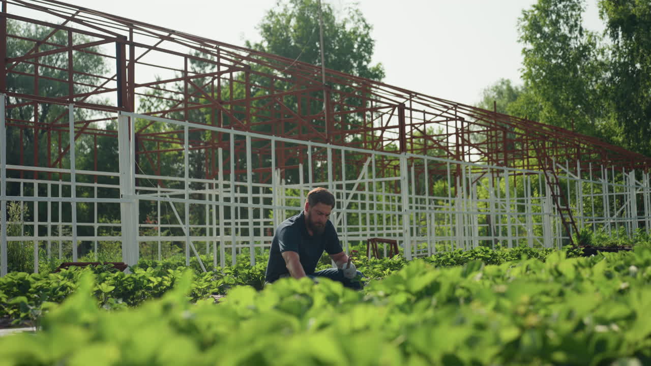 bearded farmer kneeling in greenhouse rows working on farm, tending young plants with gloves and hand fork, sunlight crossing metal frame, quiet morning labor, focus on soil care