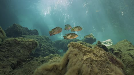 stunning underwater hdr footage filmed in casa cenote near tulum, mexico. the video features crystal-clear freshwater, dramatic sunbeams piercing through the water. shot in 4k hdr with sony fx3 in