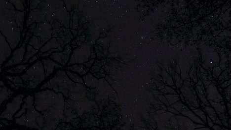 Movimiento-Star-lapse-En-El-Cielo-Nocturno-Del-Bosque