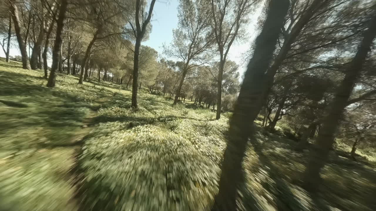alta velocidad de fotogramas fpv persecuciones aéreas drone de carreras a través de un bosque abierto