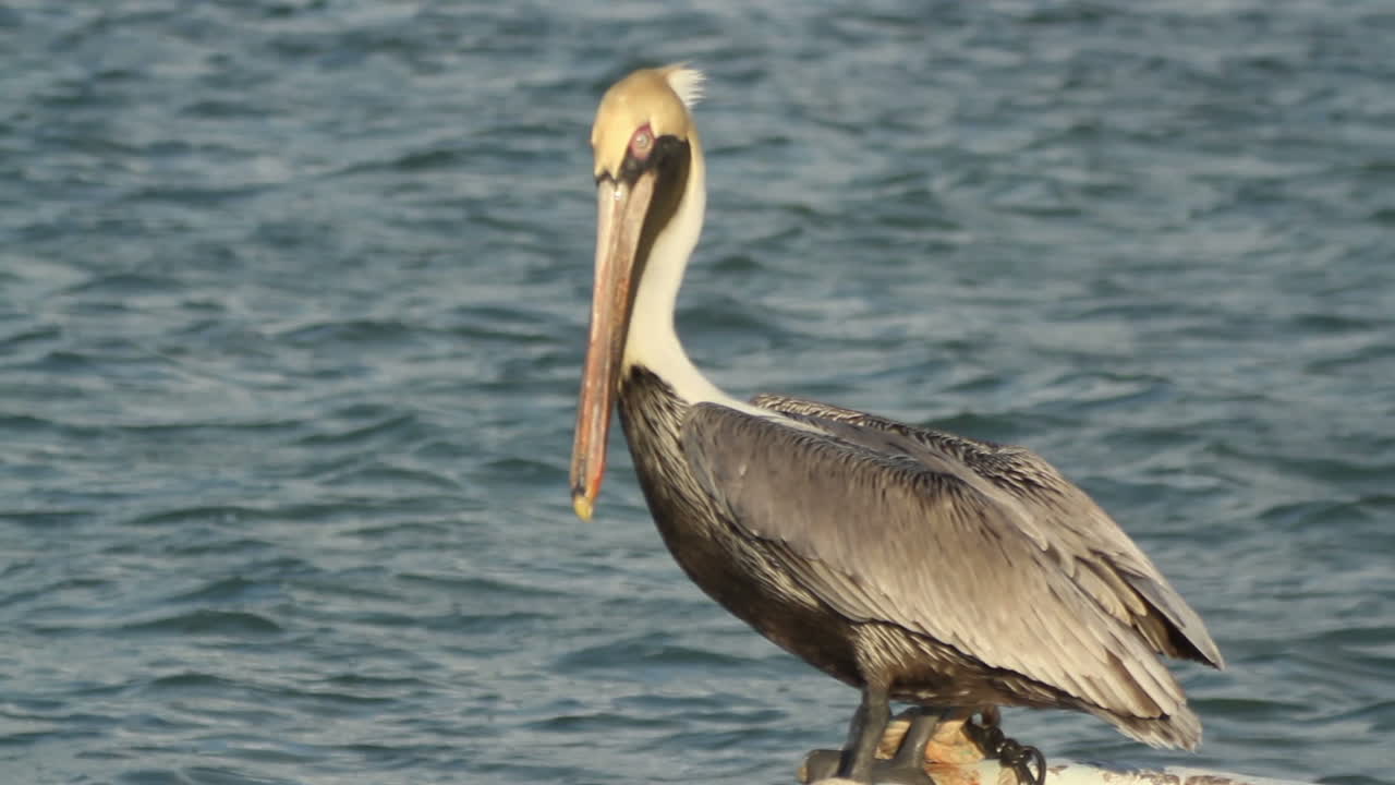 largartos 펠리컨 01