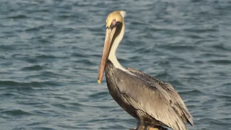 largartos pelicans 01