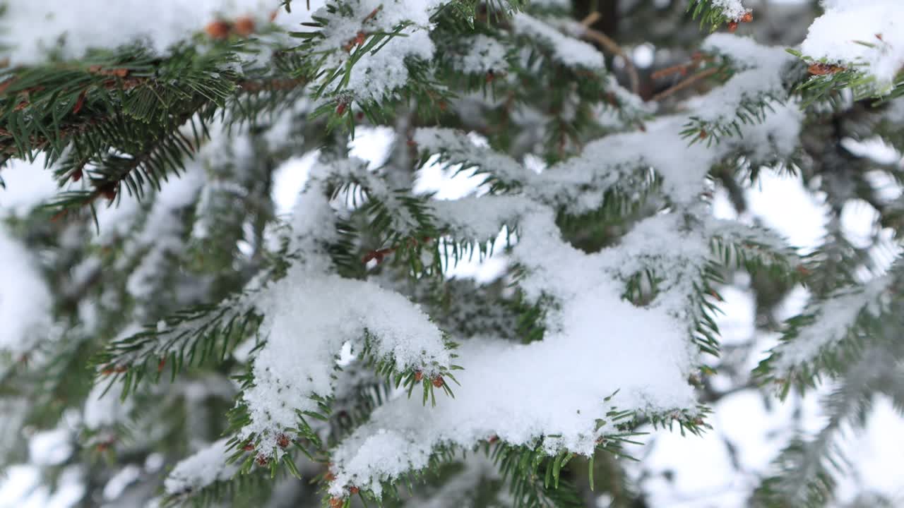 los copos de nieve caen en las ramas del árbol de navidad.