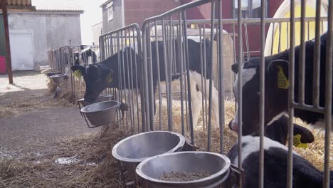 calf posing for the camera