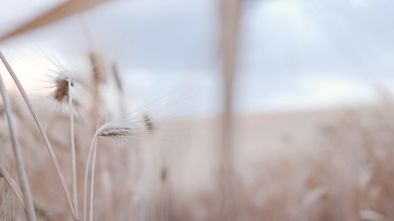 Woman in a dress walking through a wheat field. Nature and agriculture concept.