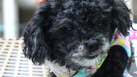 grooming of the head of poodle dog