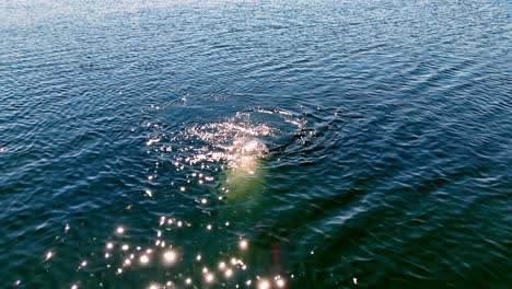 buzos bajo la brillante superficie de un lago en letonia