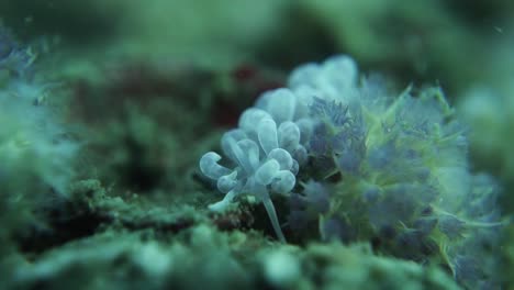 Phyllodesmium-Magnum-Sea-Slug-Feels-Ground-with-Antenna-Before-Moving