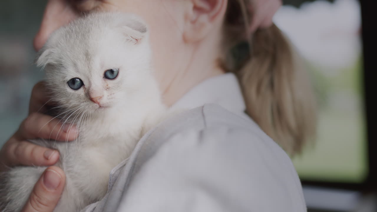 Woman holding a cute kitten on her shoulder