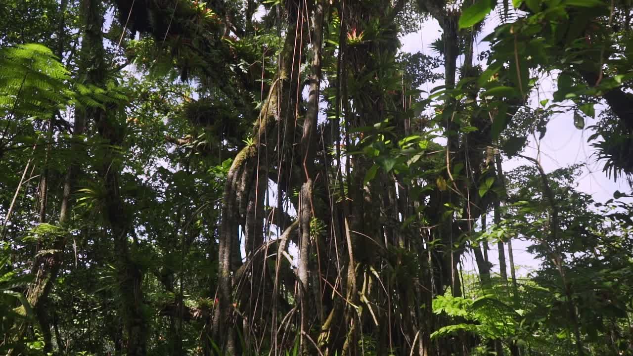 árbol ficus con muchas raíces grandes