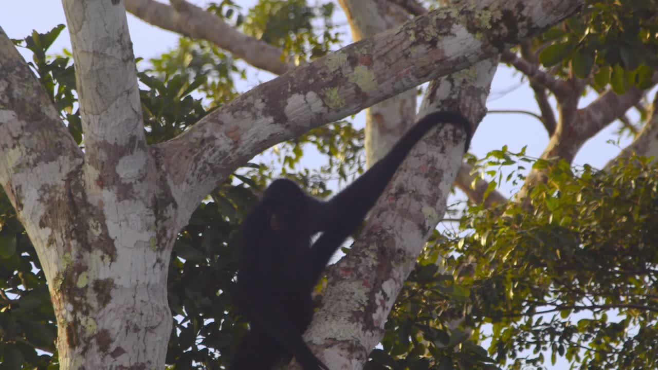 Black spider monkey swings in slow motion among branches, closeup view in the Peruvian Amazon jungle.