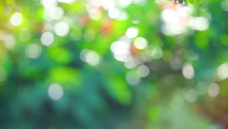 belleza bokeh borroso y luces fuga de fondo de bosque tropical natural. con los sonidos de la naturaleza