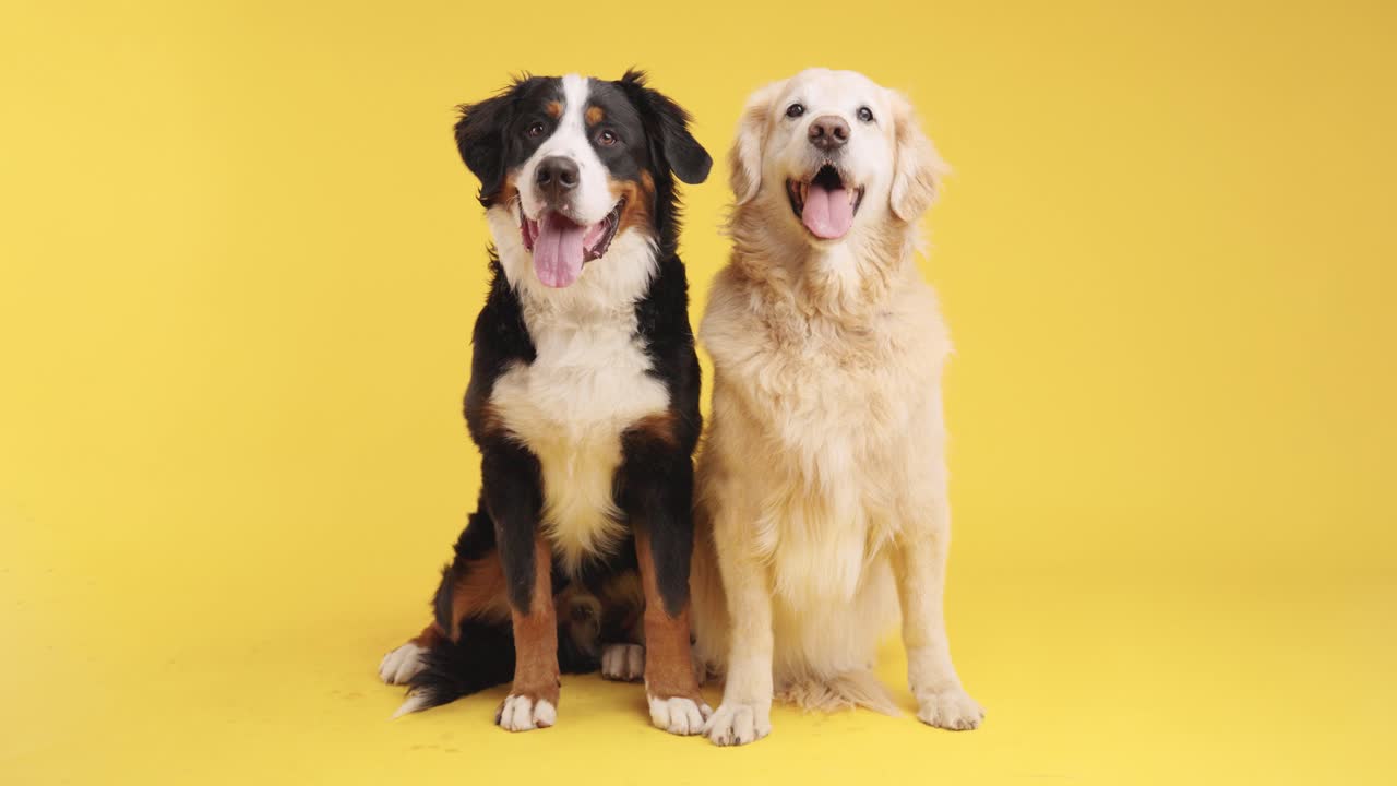 Two dogs, a Bernese Mountain Dog and a Golden Retriever